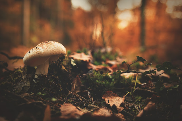 desktop wallpaper mushroom forest