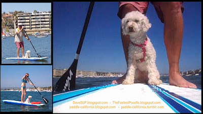 Stand Up Paddle Boarding Dog Newport Beach California