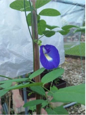 Blue Butterfly pea plant.