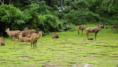 Taman Safari Indonesia Cisarua Bogor