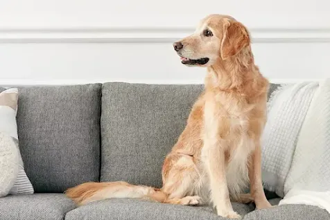 Golden Retriever: Dog Breed Characteristics & Care