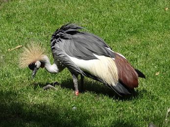 2018.06.30-033 grue couronnée