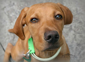 Vizsla Mix Dog, Bliss-Ranch.com