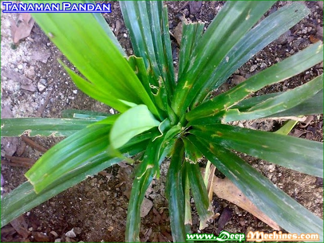 Gambar Tanaman, Batang dan Daun Pandan