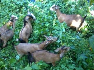 kambing aqiqah