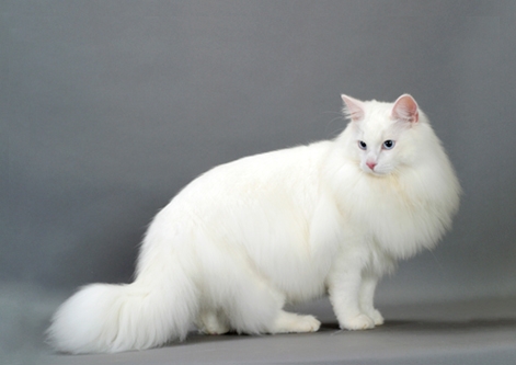  White Norwegian Forest Cat image