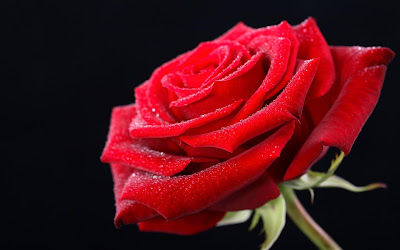 9. Red Rose Hd Wallpaper On Valentines Day 2014