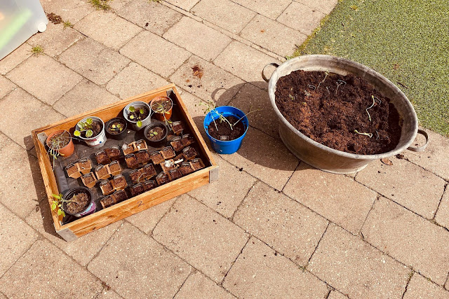 Albert Heijn Moestuintjes