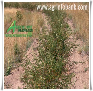 Soil health 2