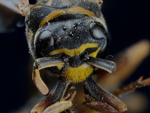 Extreme Makroaufnahme einer Wespe