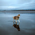 Magical Photos Of Siberian Huskies Playing On A Mirror-Like Frozen Lake In Russia’s Arctic Region