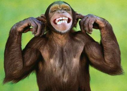 Funny Monkey Face Funny Monkey Face