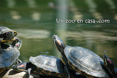 Tortugas tomando el sol