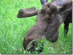 Bull_moose_close_up_feeding_on_fireweed