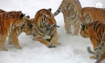 Viral Video of Drone-Hunting Tigers Hides Dark Reality 