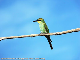 Burung pemakan madu pelangi Rainbow Bee-eater (Merops ornatus)
