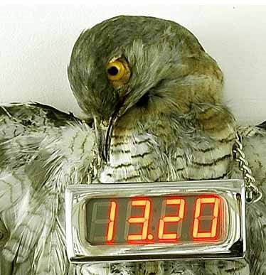 Real Cuckoo Clock