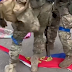 Aknákat és kollaboránsokat keresnek, orosz zászlókat vagdosnak az ukránok a visszafoglalt településeken (VIDEÓ)