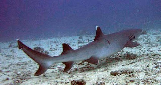 White Tip Shark