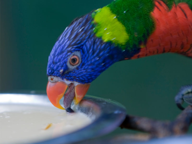 25+ Ide Populer Makanan Burung Paruh Panjang Warna Biru