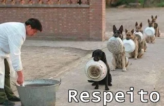 Respeito-canino