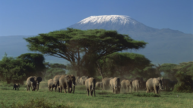 elephants, tree, mountain, wallpapers, nature, desktop, HD, HQ, tapandaola111