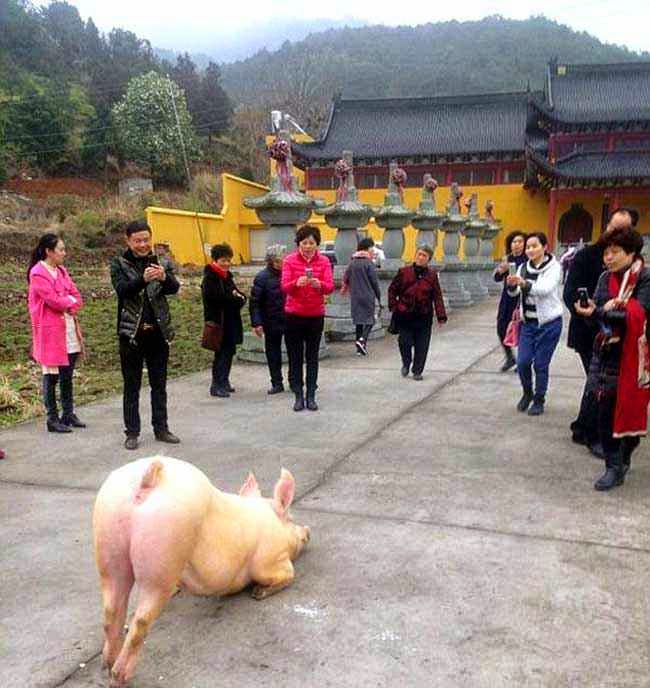 n completamente enloquecidas con oriente objeto Un cerdo llega uno un templo budista y se arrodilla durante horas