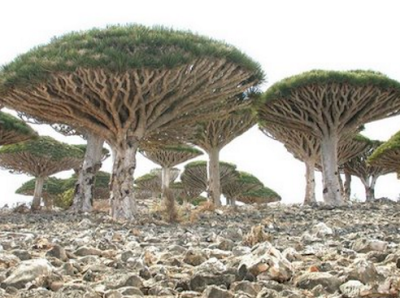 Misteri Pulau Socotra