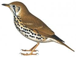 Otocichla mupinensis