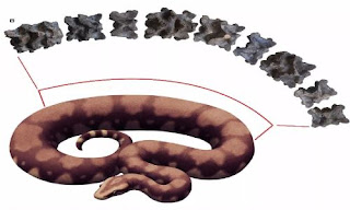 Fossils of massive prehistoric snake found in lignite mine in Gujarat