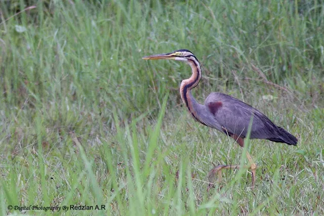 Purple Heron (Ardea purpurea) 