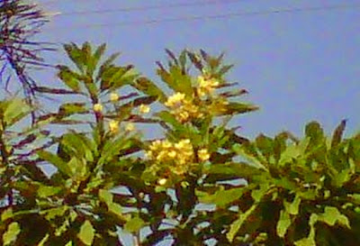 +Gambar foto bunga kamboja warna kuning