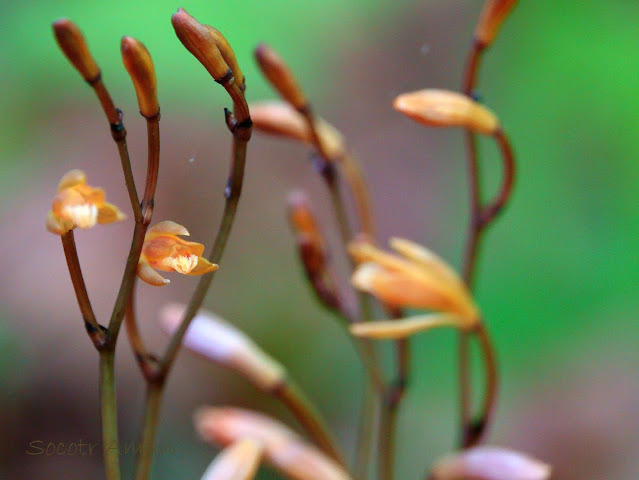 Lecanorchis suginoana