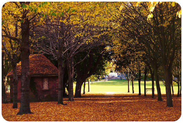 autumn fall colours trees