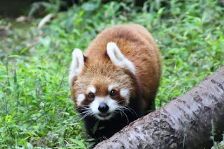 Lesser Panda