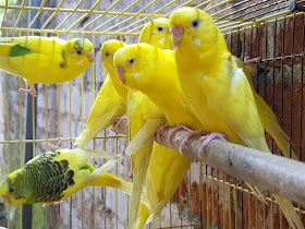 Caged birds