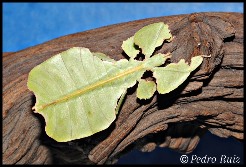 Ninfa hembra L5 de Phyllium bioculatum,  5 cm de longitud