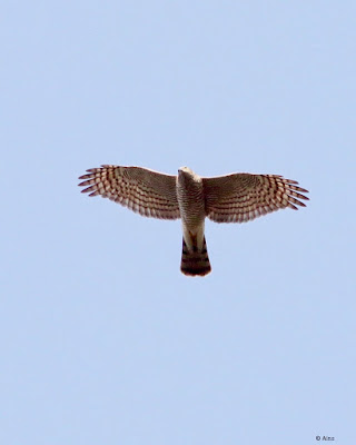 Eurasian Sparrowhawk 