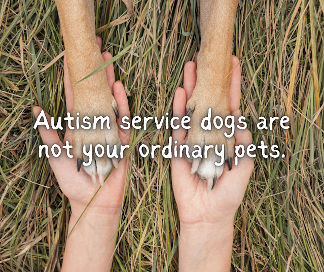 Autism service dogs are not ordinary pets
