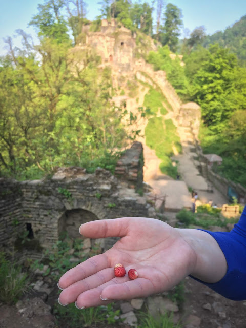 Wild strawberries; Rudkhan Castle, Iran