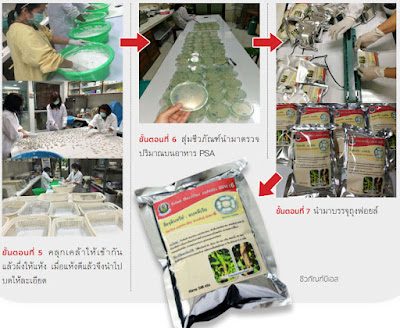 ชีวภัณฑ์บีเอส 20W33, 20W16 บาซิลลัส (Bacillus subtilis)