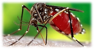 Atividade sobre a dengue