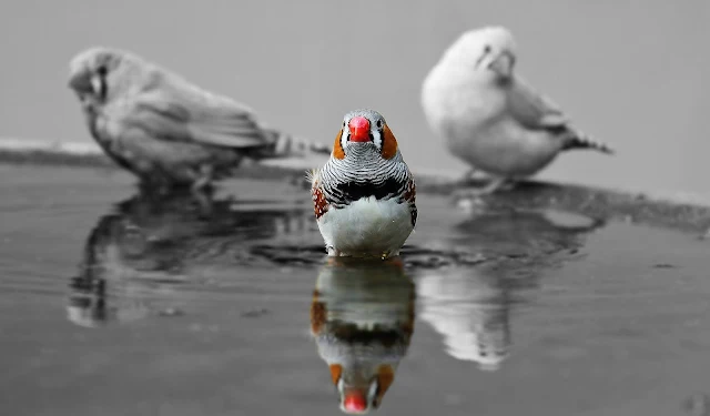 జీబ్రా ఫించ్స్  Zebra finches