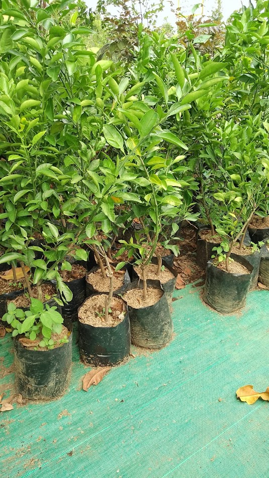 bibit jeruk keprok brazil tananan buah tanaman terlaris Ra'as
