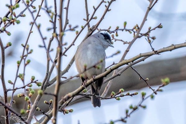 Blackcap