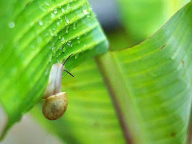 snail on banana leaf