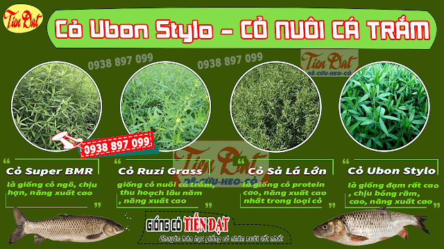 giống cỏ nuôi cá trắm cỏ tốt nhất là cỏ stylo