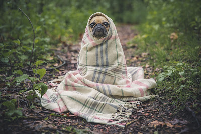 Pug wrapped in a blanket on a forest pathway