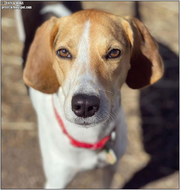 american foxhound