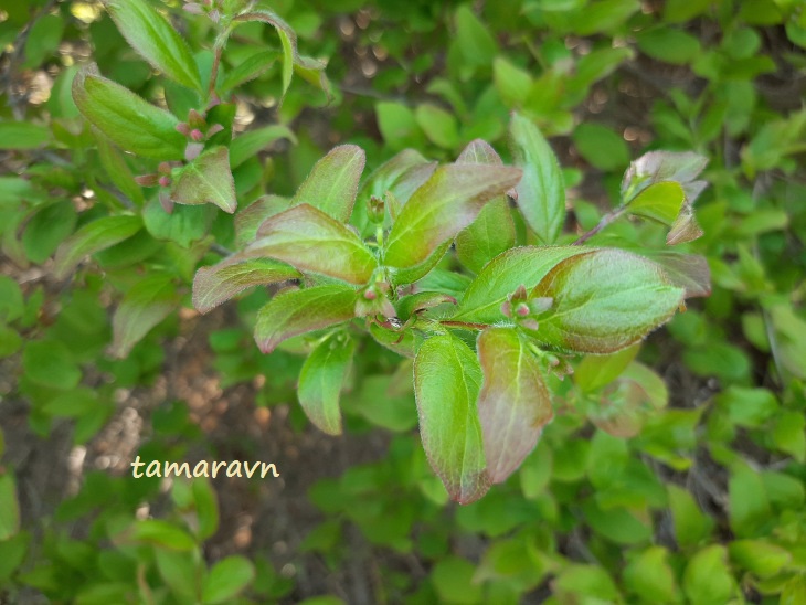 Абелия корейская / Забелия двуцветковая разновидность корейская (Abelia coreana, =Zabelia biflora var. coreana)